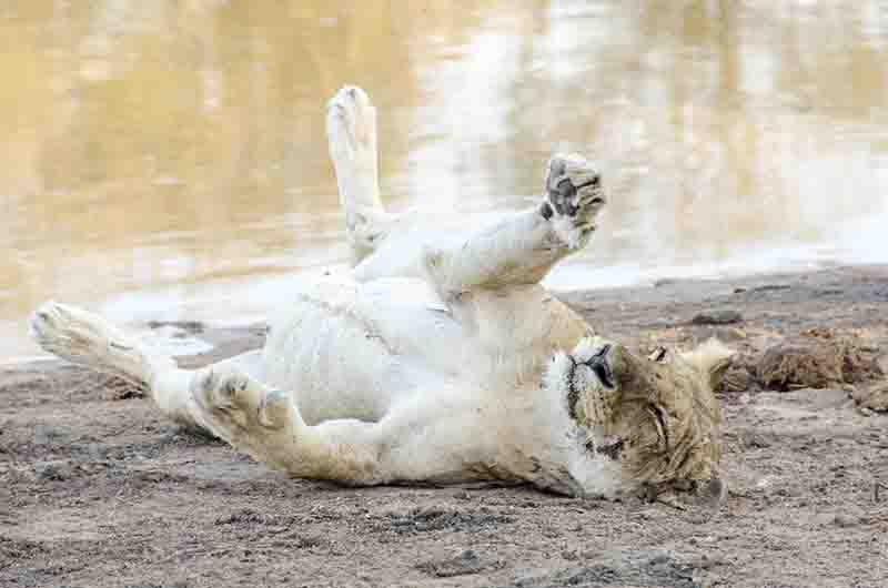 Leona - parque nacional Kruger - Sudáfrica 06.jpg